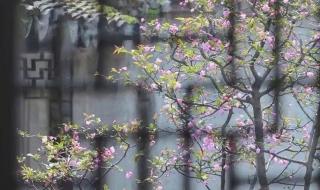 四月海棠花的诗句